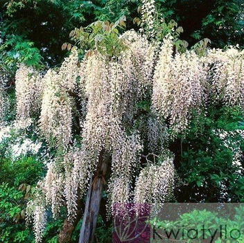 Wisteria Biała (Wisteria sinensis) 'Alba'