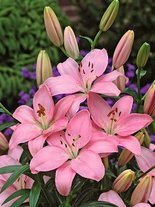 Lilia (Lilium) 'Foxtrot'
