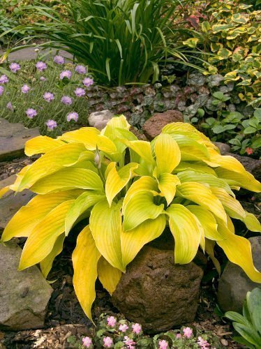 Funkia (Hosta) 'Lakeside Cha Cha'