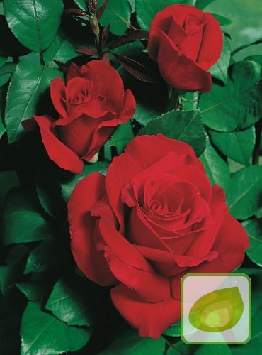 Róża (Rosa) Wielkokwiatowa 'Mr Lincoln'