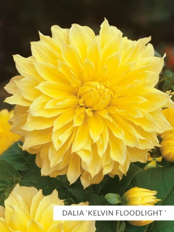 Zestaw Dalie Dekoracyjne