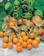 Nasiona Rodzynek Brazylijski - Miechunka peruwiańska