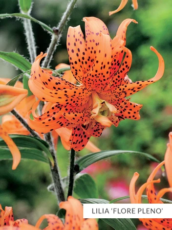 Zestaw Lilie Tygrysie