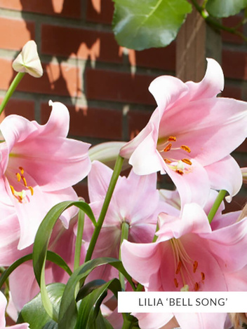 Lilia Drzewiasta Mix - 5 szt.