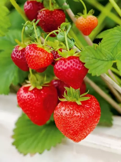 Truskawka (Fragaria) 'Elsanta'