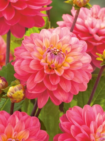 Dalia (Dahlia) 'Melody Allegro'