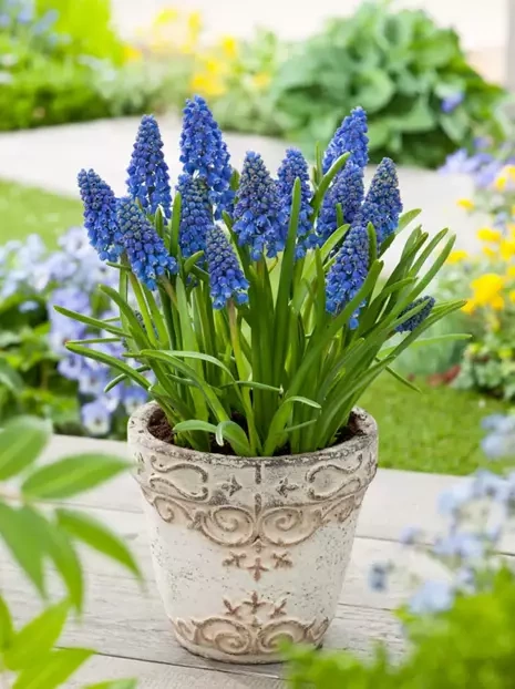 Szafirek (Muscari) 'Artist'