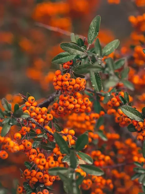 Ognik szkarłatny (Pyracantha coccinea) 'Red Column'