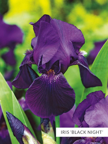 Zestaw Kosaćce Bródkowe powtarzające kwitnienie 5 szt.