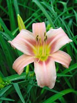Liliowiec Tani (Hemerocallis) 'Hall's Pink'