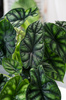 Alokazja Dragon Scale (Alocasia baginda dragon scale)