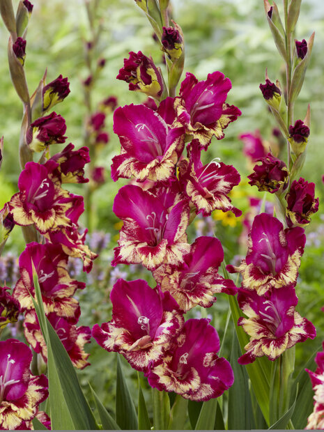 Mieczyk (Gladiolus) 'Colour Club'