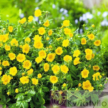 Pięciornik (Potentilla) - Krzew Ozdobny