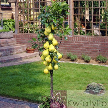 Grusza kolumnowa żółta Safira ®