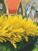 Forsycja 'Intermedia' (Forsythia)