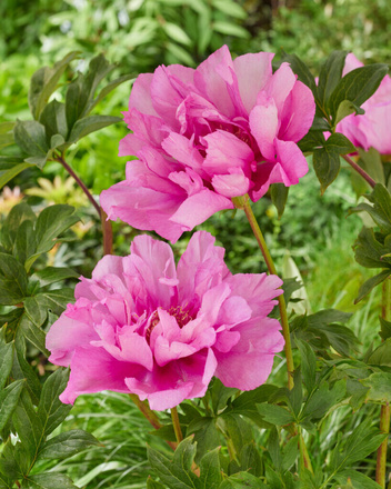 Piwonia ITOH "Paeonia" Julia Rose
