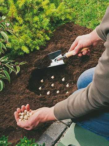 Użyźniacz Glebowy pod Rośliny Cebulowe i Byliny 5 L