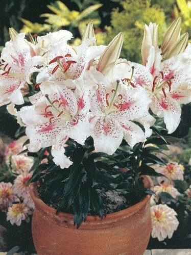 Lilia (Lilium) 'Solution'