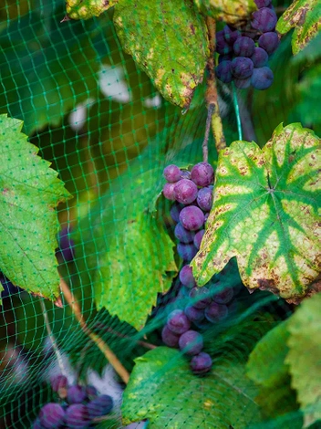 Siatka przeciw ptakom 8x14m