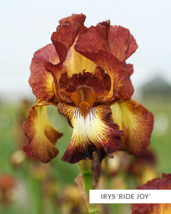 Zestaw Kosaćce Bródkowe 2