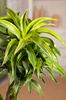 Dracena Wonna Lemon Surprise (Dracaena fragrans 'Lemon Surprise')