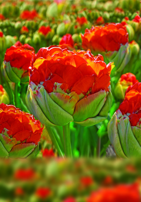 Tulipan Pop Up Orange