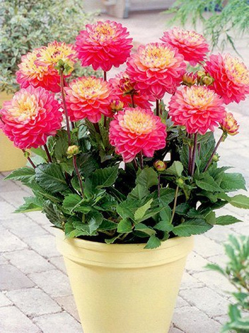 Dalia (Dahlia) 'Melody Allegro'