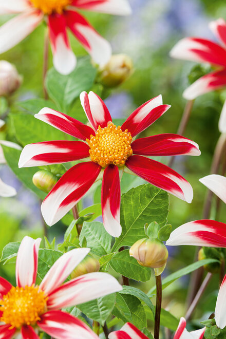 Dalia  ’Windmill Bicolour'