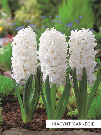 Zestaw PROMOCYJNY Hiacynty 30 szt.