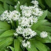 Czosnek Niedźwiedzi (Allium Ursinum)