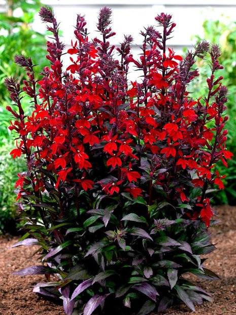 Lobelia 'Scarlet Princess'