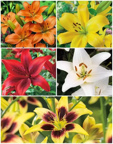 Lilia Tania Azjatycka (Lilium) Mix  5 szt.