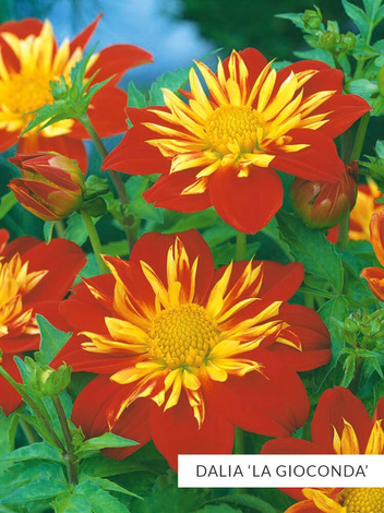 Zestaw Dalie Anemonowe