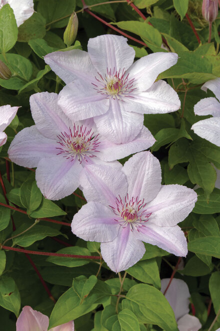 Powojnik (Clematis)  'Jan Paweł II'