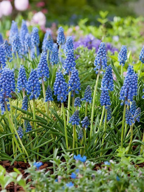 Szafirek (Muscari armeniacum) 10 szt.