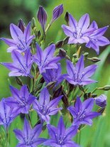 Hiacynt kalifornijski (Brodiaea) 'Queen Fabiola' 20 szt.