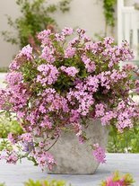 Mydlnica bazyliowata (Saponaria ocymoides)