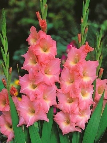 MEGA Zestaw Mieczyki