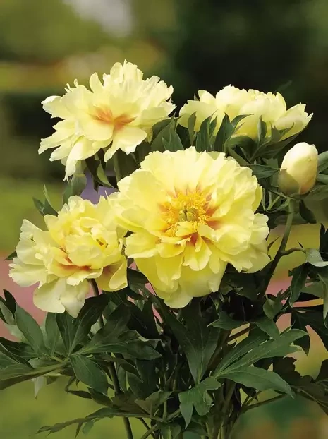 Piwonia (Paeonia) Itoh 'Bartzella'