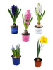 Zestaw Wiosennych Kwiatów Doniczkowych