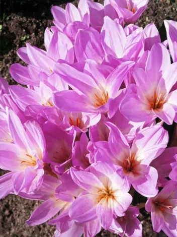 Zimowit (Colchicum) 'The Giant' 1 szt.