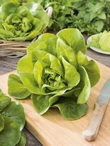 Nasiona Sałata Masłowa Królowa Majowych