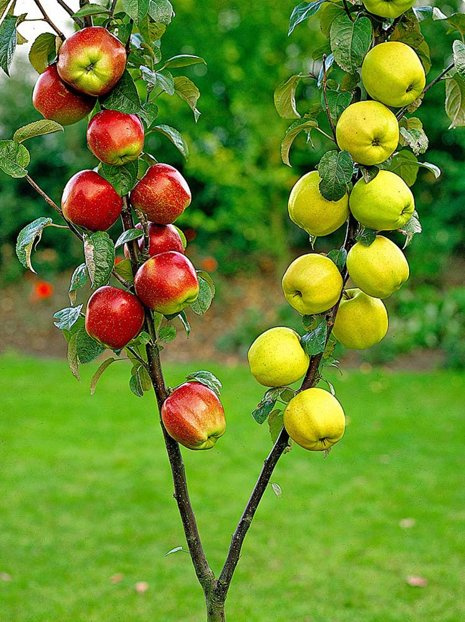 Jabłoń Duo-V Golden żółty i czerwony