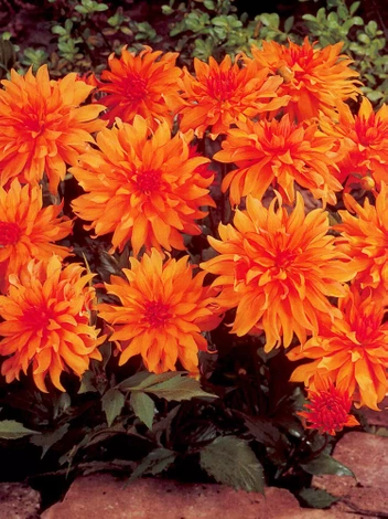 Dalia (Dahlia) Autumn Fairy 1 szt.