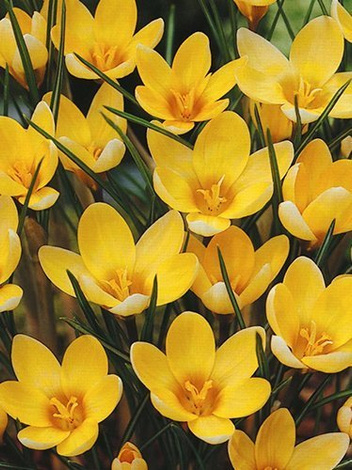 Krokus żółty w doniczce śr. 10,5 cm