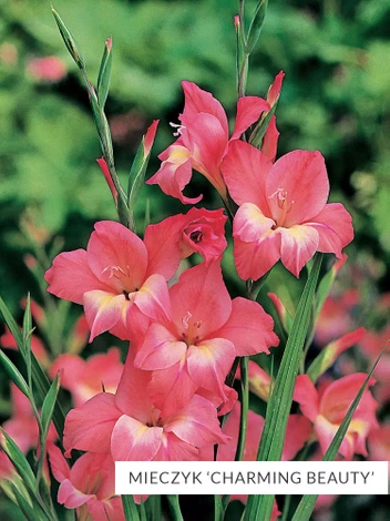 Zestaw Mieczyki Botaniczne