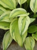 Hosta Captain's Adventure