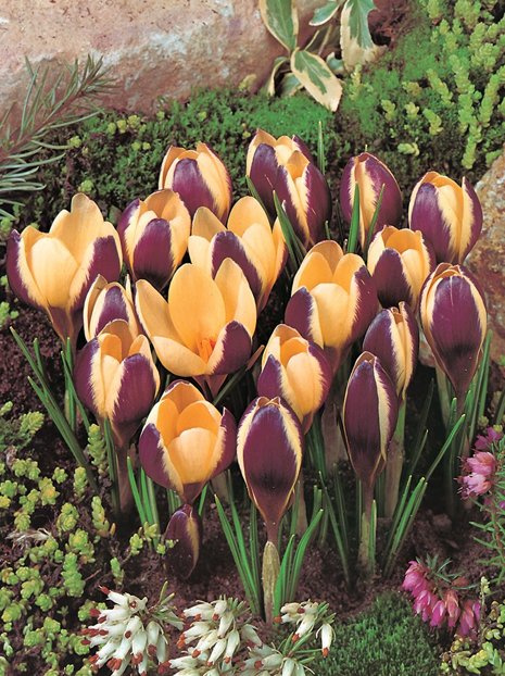 Krokus Botaniczny (Crocus) 'Herald'
