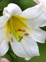 Lilia (Lilium) 'Regale Album'