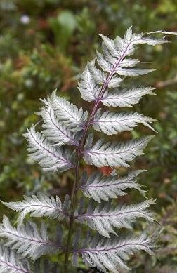 Wietlica Japońska (Athyrium) 'Pewter Lace'